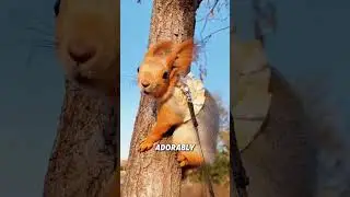 Милая снежная белка🐿️#животные #забавноеживотное #смешной #милый #белка