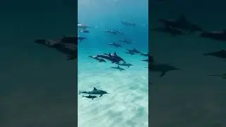 Spinner dolphins (Stenella longirostris)