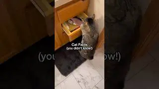 This is why cats open cabinets