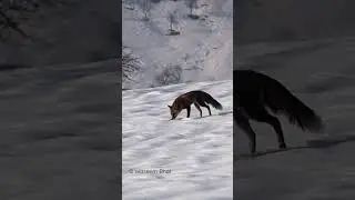 Himalayan Red Fox in snow #explorenature #wildlife #kashmir #youtubeshorts