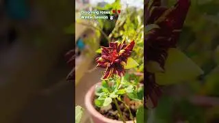 beautiful blooming roses during winter season||roses from diy garden#🌹 #roses#flowers#youtubeshorts