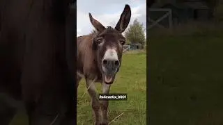 Comedy Video 😂 |Banjara Systemm 😎 #Banjarasystemm #shorts #viral #funny #shortvideo