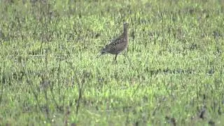 Upland Sandpiper