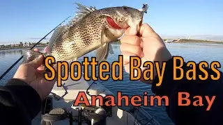 Spotted Bay Bass KAYAK Fishing the Anaheim Bay [Orange County]