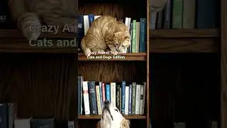Crazy Animal Tricks: Cats and Dogs Edition