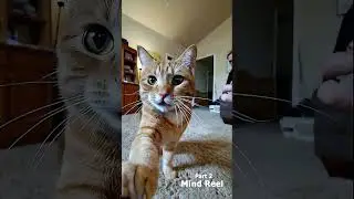 This is why my house smells like war crimes 😹🚽 #catvlog