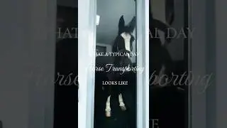 What a Typical Day Horse Transporting Looks Like 🐴 🚛
