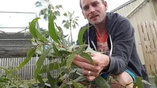A day with a bird breeder