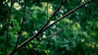 8 Hours Forest Rain Sounds for Deep Sleep 🌧️ | CalmFlow Ambience