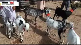 😍Tando Adam Mandi😊 Burberry bakriyan🥰 all female different colours😘 bakriya 🤗