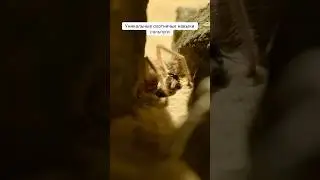 Уникальные охотничьи навыки Сольпуги, или солнечного паука. Пустыня Сахара. Скрытые чудеса