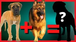 TOP 13 misturas de Pastor Alemão que você precisa conhecer, [Pastor alemão, Doberman, pitbull..etc]