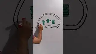 Chloroplast labelled Diagram (How to Draw Chloroplast)