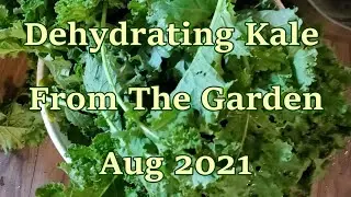 Dehydrating Kale From The Garden