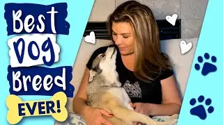 10 Reason Why YOU Need An Alaskan Klee Kai Dog