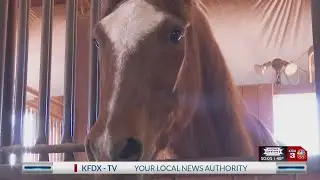 WHISPERS OF HOPE HORSE FARM VOLUNTEER ORIENTATION