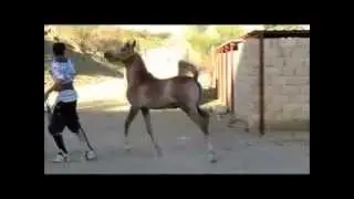 مربط الجياد /كنوز الجياد