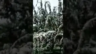 *Early snowfall damages apple orchards in Shopian villages*