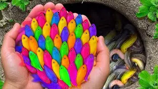 Catch beautiful aquarium fish in small pond: baby turtles, eel, nemo fish, cute fish, pink guppies.