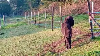 The donkeys are coming.