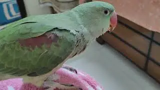 Daily Morning Routine Of Mithu Mitthi Mango & Cockatiel Birds#dailyroutine#morningroutine #cute pets