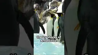 Unveiling the Hidden: Ecosystems Under Antarctic Ice