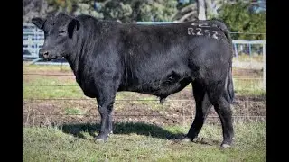 Alloura Angus July 2022 Bull Sale   Lot 39 &ndash; Alloura Revolution DGJR252
