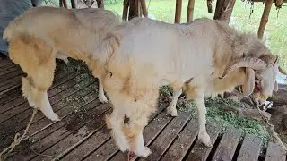 BEAUTIFUL NELLORE JUDUPI SHEEPS FOR SALES