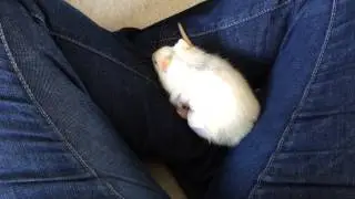 Sparkle's recovery. A rat after tumour surgery