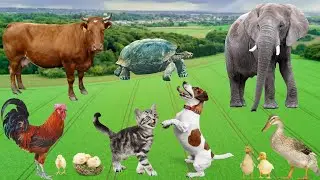 Cute Animal Collection - Elephants, Cats, Cows, Ducks, Dogs, Turtles - Animal Moments