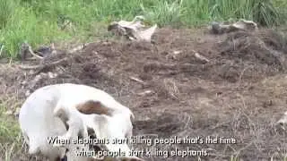 Crop Raiding Elephants  Preventing Human Elephant Conflict in Southern Sumatra   YouTube