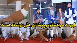 کفترهای گلچین پریشی برای فروش|قیمت هر کفتر در پيشاني اش نوشته است|Kabul Famous and Unique Pigeons