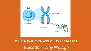 Our Regenerative Potential, Episode 1: Why We Age