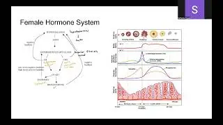 Chapter 10: Brain Facts - Female Hormone System