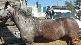 THE INCREDIBLE HORSES THAT WE HAVE SEEN IN THE LIVESTOCK ARENA AND EXPOS OF OUR MEXICO.