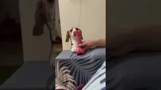 #dogvideos #beagle #dogshorts #pets #petvideos #funnyvideo #playing #beaglevideo