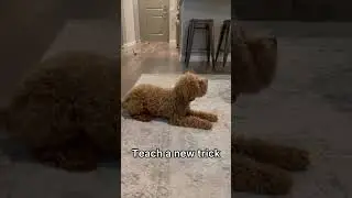 5 Fun Indoor Dog Activities with Rover: Mental Enrichment Ideas for Rainy Days
