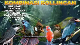 Masteran ROLLINGAN ANTI NGUKLUK | maste-ran viral 2026