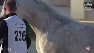N 236 WAJEEH ALJASSIMYA   7th Souq Waqif International Arabian Horse Show 2026   Stallions 4 6 Years