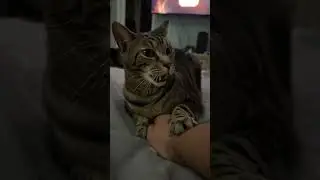 Ninos is frisky #kittty #kitten #cats #shorts #lol #love #family #cat #frisky #badcat