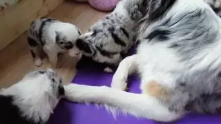 Leeloos Babys in der vierten Woche
