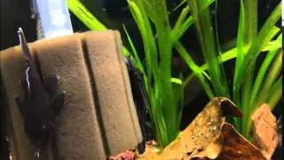 Starlight Plecos (L-183)