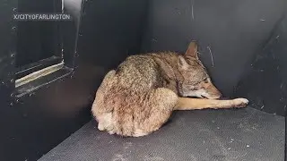 Coyote that likely attacked three kids in Texas has been captured