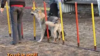 Our 2nd lesson in agility