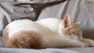 Amazing Timelapse - Chapy Cat Sleeping