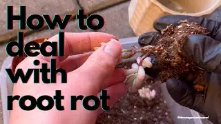 Taking care of root rot on a sedum jelly beans. Succulent care🌱🌿