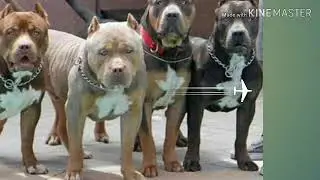 Most dangerous 😈bread American bully
