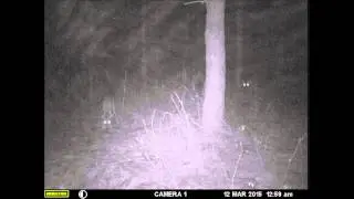 River Hogs March 12 2015 trail camera, SC broad river Hogs and deer