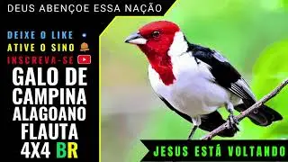 🟢 - GALO DE CAMPINA ALAGOANO CANTORIA MESTRE FLAUTA 4X4
