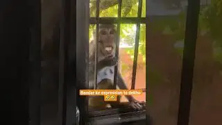 Naughty monkey who is not afraid #funny #india #trending #vlog